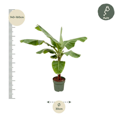 Bananenpflanze – Musa – ca. 160 cm hoch – Ø30 cm – tropische Zimmerpflanze – große grüne Blätter – dekorativ & pflegeleicht 