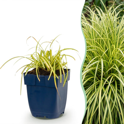 Segge 'Evergold' – Carex oshimensis 'Evergold' – 6 Pflanzen – Topf Ø11cm – Staude für Garten & Balkon
