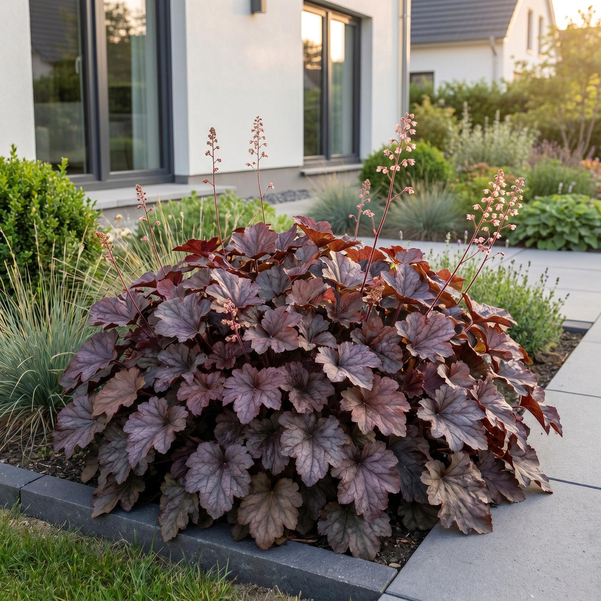 Purpurglöckchen 'Palace Purple' – Heuchera micrantha 'Palace Purple' – 6 Pflanzen – Topf Ø11cm – Bienenfreundliche Staude für Garten & Balkon