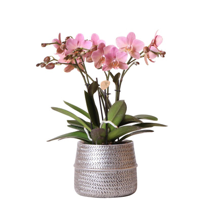 Phalaenopsis-Orchidee Rosa Treviso – 4 Blütenzweige – Zimmerpflanze im silbernen Groove-Topf Ø12cm – Höhe 35cm – Elegante exotische Blütenpracht 