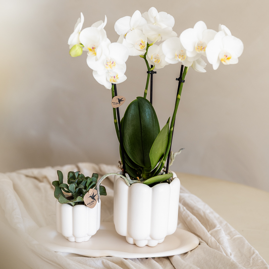 Kolibri Home | Retro-Ziertopf - White - Ø9cm 