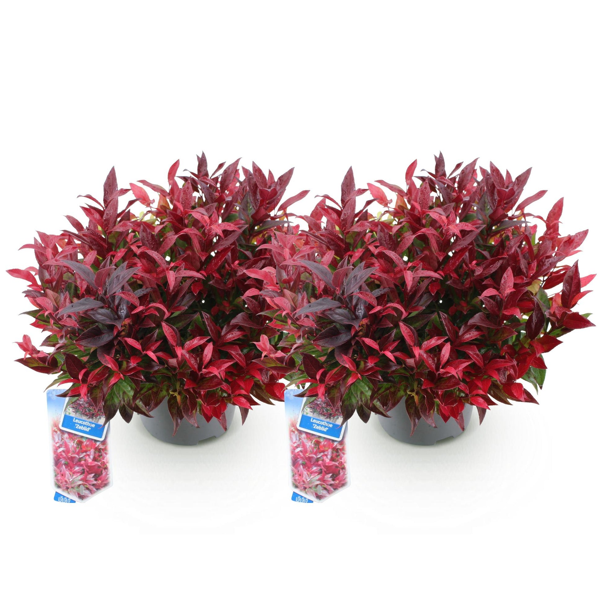 GreenboutiQ - Gartenpflanze - Leucothoe Zeblid - Rot - 2 Pflanzen - Immergrün - Wenig Pflege - Topf 17cm Höhe 45cm 