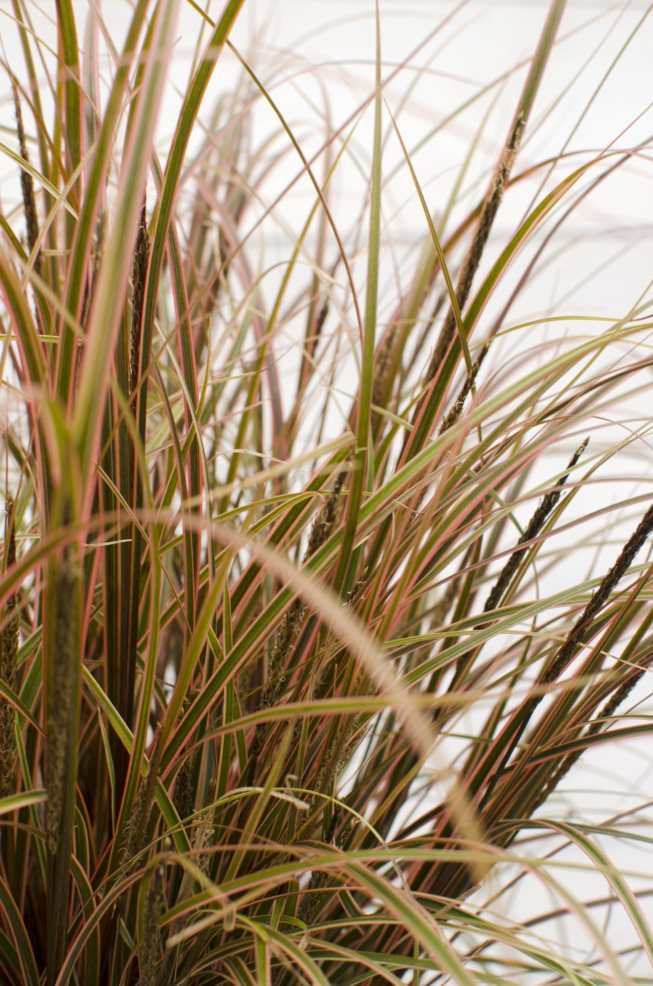 Mahagonigras - Uncinia rubra Everflame - Ø14cm - ↕30cm 