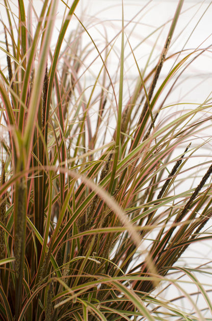 Mahagonigras - Uncinia rubra Everflame - Ø14cm - ↕30cm 