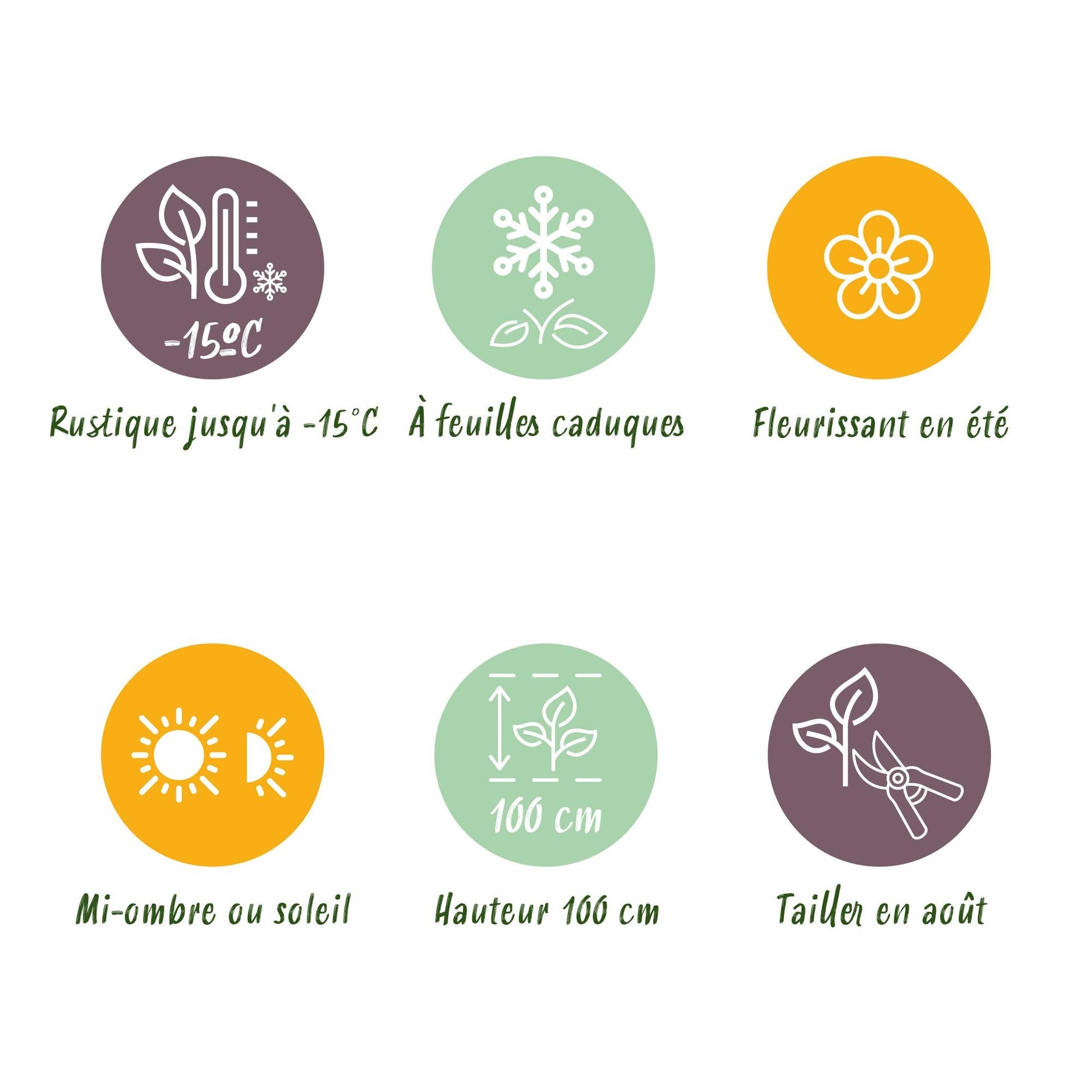 Hortensie Forever & Ever – Hydrangea macrophylla – Blau – Balkonpflanze – 7–12 Blüten – Im 23 cm Topf – Ca. 55 cm hoch – Für Terrasse, Balkon & Beet – Langanhaltende Blüte – Pflegeleicht 