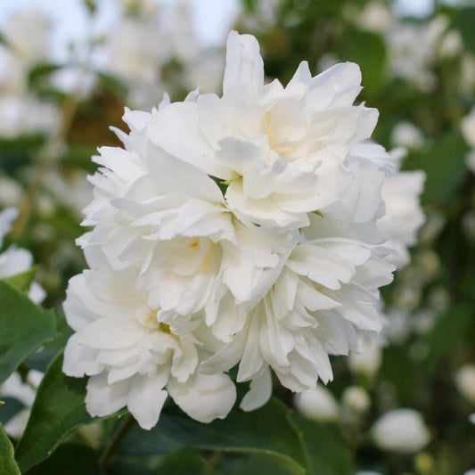 Bauernjasmin Philadelphus Snowbelle – Duftende Weiße Blüten – Wenig Pflege – 17 cm Höhe 45 cm – Für Garten, Terrasse & Balkon 