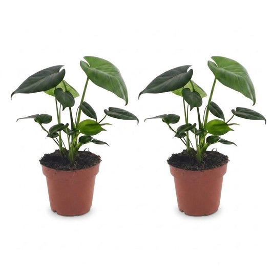 Fensterblatt – Monstera deliciosa – Topf Ø12cm – Höhe 30cm – Dekorative Zimmerpflanze – Ansicht 2