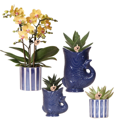 Set mit Orchidee Lima & Sukkulenten – In Keramiktöpfen Ø9cm & Ø6cm – Blühende Zimmerpflanze mit Sukkulenten – Dekoratives Pflanzenset – Frisch vom Züchter 