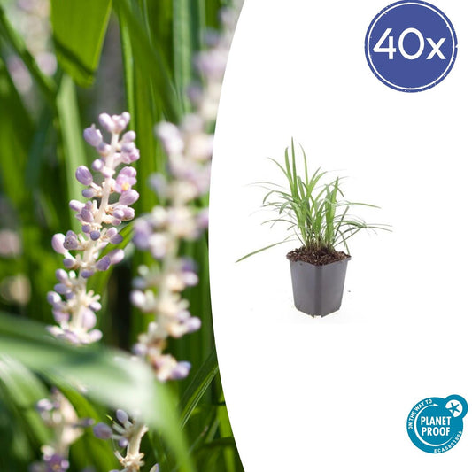 Glöckchentraube Liriope muscari 'Monroe White' – ↕10-25cm – Ø9cm – 40 Pflanzen – Immergrün, Weiße Blütenrispen, Winterhart, Pflegeleicht, Bodendecker & Beet