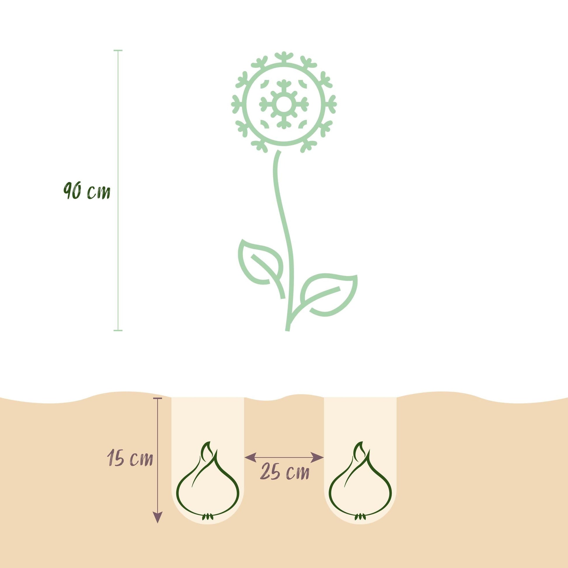 GreenboutiQ - Blumenzwiebeln - Allium Siculum - Farbe Rosa - 30 Stück - Zwiebelgröße 8/10 - XXL Pack 