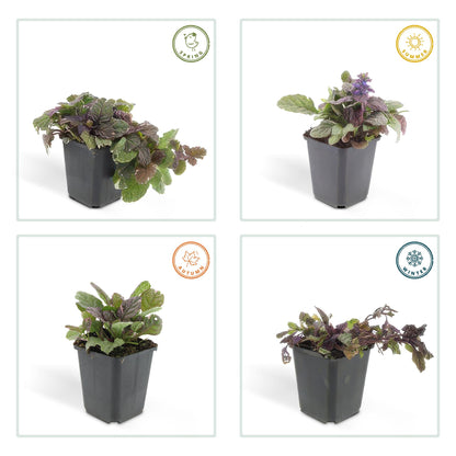 Kriechender Günsel Ajuga reptans 'Burgundy Glow' – ↕10-25cm – Ø9cm – 60 Pflanzen – Immergrüner Bodendecker & pflegeleicht – Bienenfreundlich & winterhart