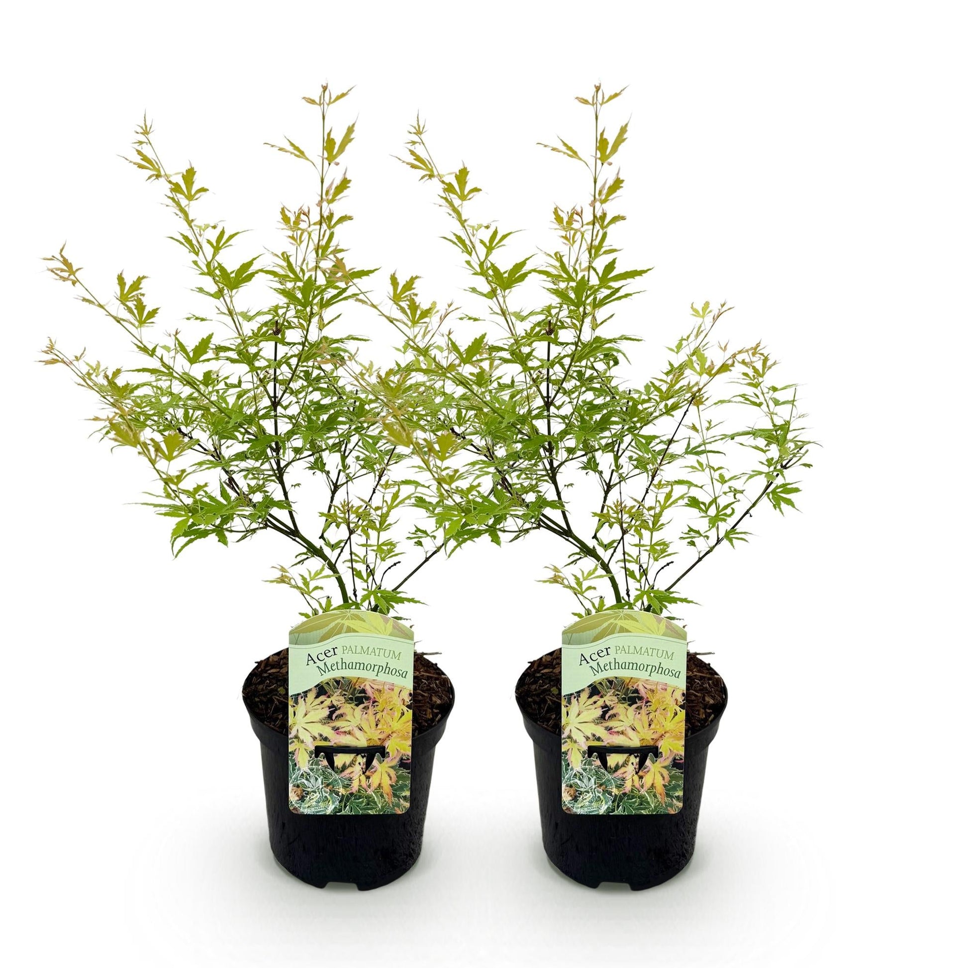 Japanischer Ahorn – Acer palmatum 'Methamorphosa' – 2 Pflanzen – ca. 70 cm hoch – Topf Ø19 cm – grünes Laub mit Farbwechsel – Balkon- & Gartenpflanze 