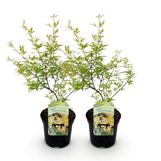 Japanischer Ahorn – Acer palmatum 'Methamorphosa' – 2 Pflanzen – ca. 70 cm hoch – Topf Ø19 cm – grünes Laub mit Farbwechsel – Balkon- & Gartenpflanze 