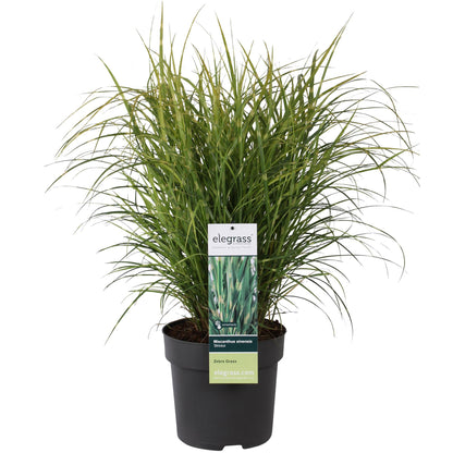 Stachelschweingras - Miscanthus sinensis Strictus - Ø23cm - ↕60cm