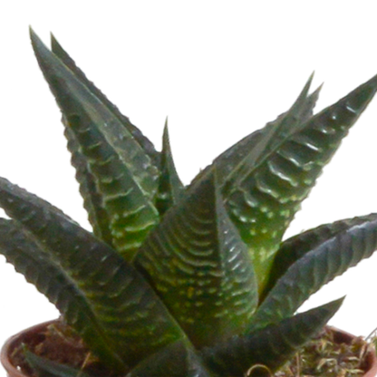 Gasteria/Haworthia-Mischung - 5 Sukkulenten – Ø5,5cm – Handbemalter mexikanischer Topf – Vielfältige Formen & Farben – Hochwertige Qualität vom Erzeuger 