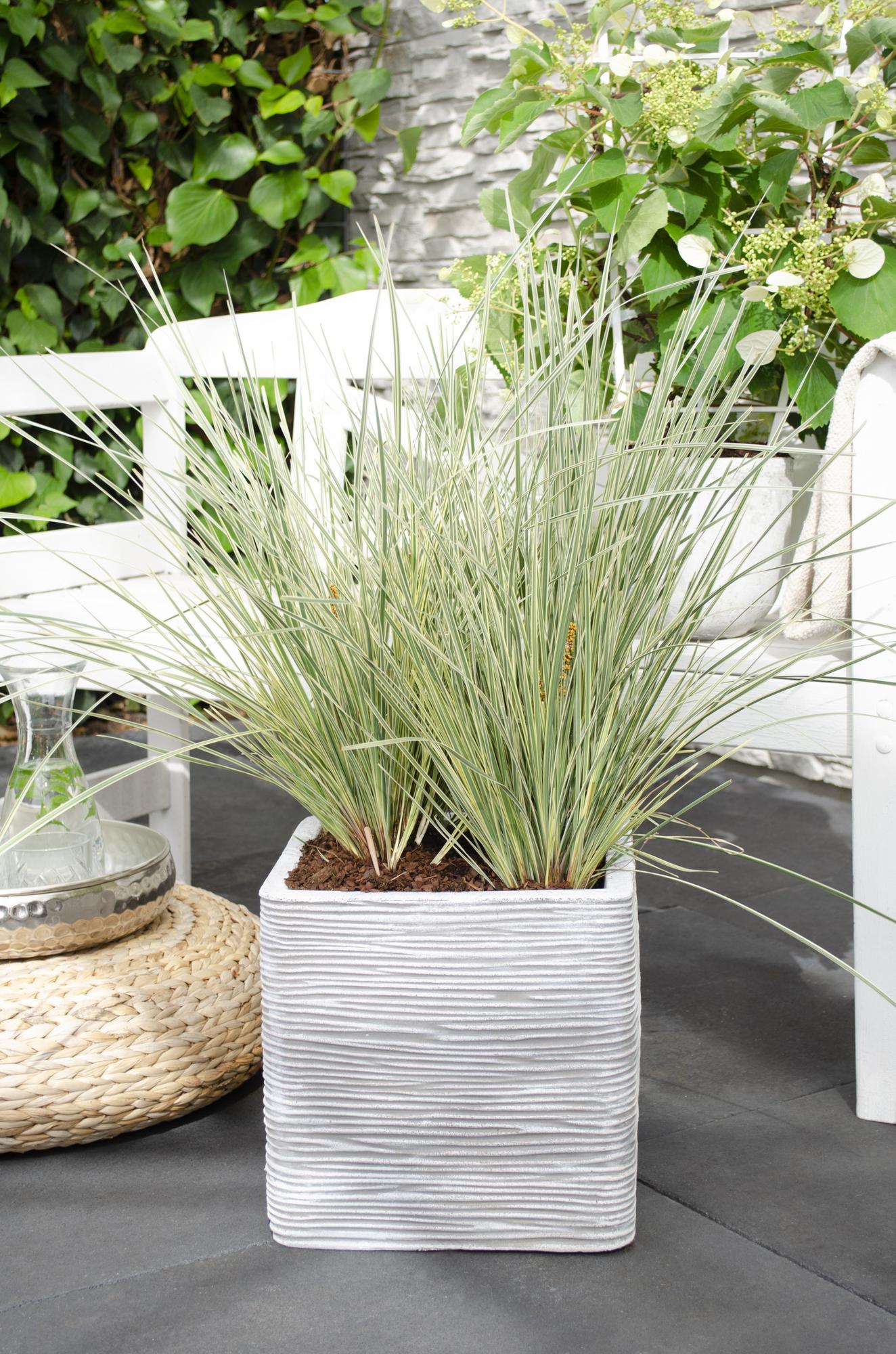 Geißblatt - Lomandra longifolia 'White Sands' - Ø19cm - ↕40cm 