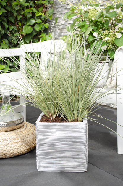 Geißblatt - Lomandra longifolia 'White Sands' - Ø19cm - ↕40cm 