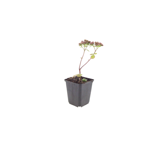 Sedum Matrona – 60 Pflanzen – Ø9cm – Höhe 10-25cm – Winterharte Fetthenne – Dunkelrosa Blüten – Trockenheitsresistent für Beet, Steingarten & Dachbegrünung