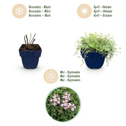 Kriech-Thymian 'Minor' – Thymus praecox 'Minor' – 6 Pflanzen – Topf Ø11cm – Bienenfreundliche Staude für Garten & Balkon