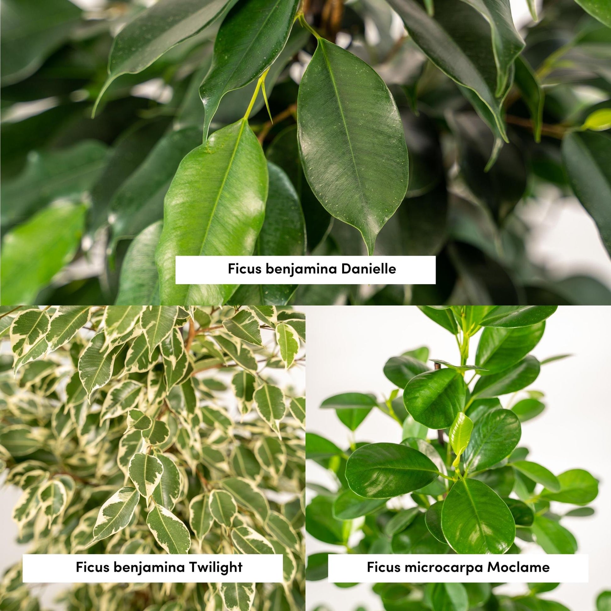 Ficus Benjamina Danielle - Ø21cm - ↕95cm + Ficus Benjamina Twilight - Ø21cm - ↕95cm + Ficus Microcarpa Moclame - Ø21cm - ↕95cm + Korb Selin 