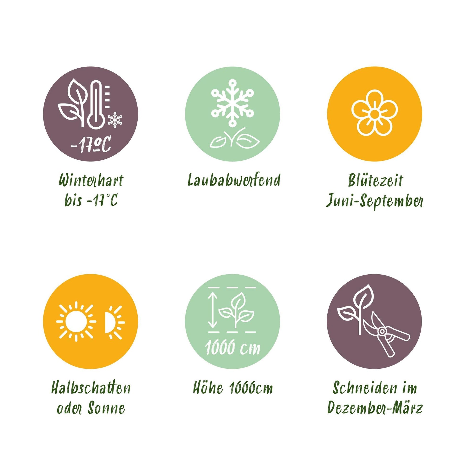 Kletterrose Rosa Spring Queen – Gelb – Pflegeleicht – 2 Pflanzen – 11cm x H40cm – Duftende Rosen für Garten, Balkon & Terrasse 