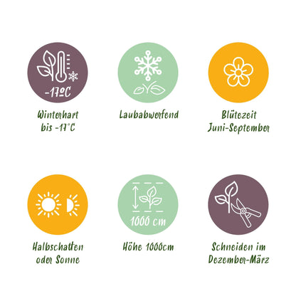 Kletterrose Rosa Spring Queen – Gelb – Pflegeleicht – 2 Pflanzen – 11cm x H40cm – Duftende Rosen für Garten, Balkon & Terrasse 