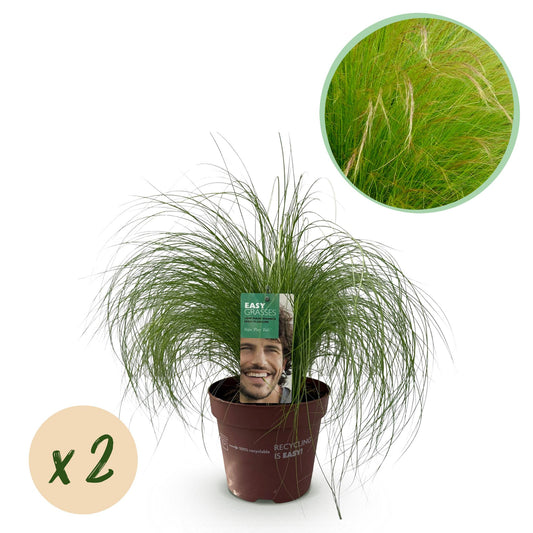 Zartes Federgras Stipa tenuifolia Pony Tails – 2 Pflanzen – Ø17cm – Immergrün, pflegeleicht & trockenheitsresistent – Höhe ca. 50cm – Bienenfreundlich & vielseitig 