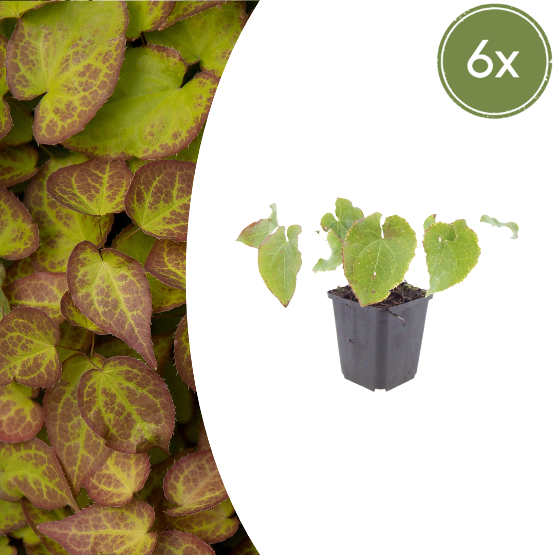 Elfenblume Epimedium perralchicum Frohnleiten – 6 Pflanzen – Wintergrüne Staude für Schatten & Halbschatten – Bodendecker für Garten & Beet – 10-25cm – Ø9cm – Pflegeleicht