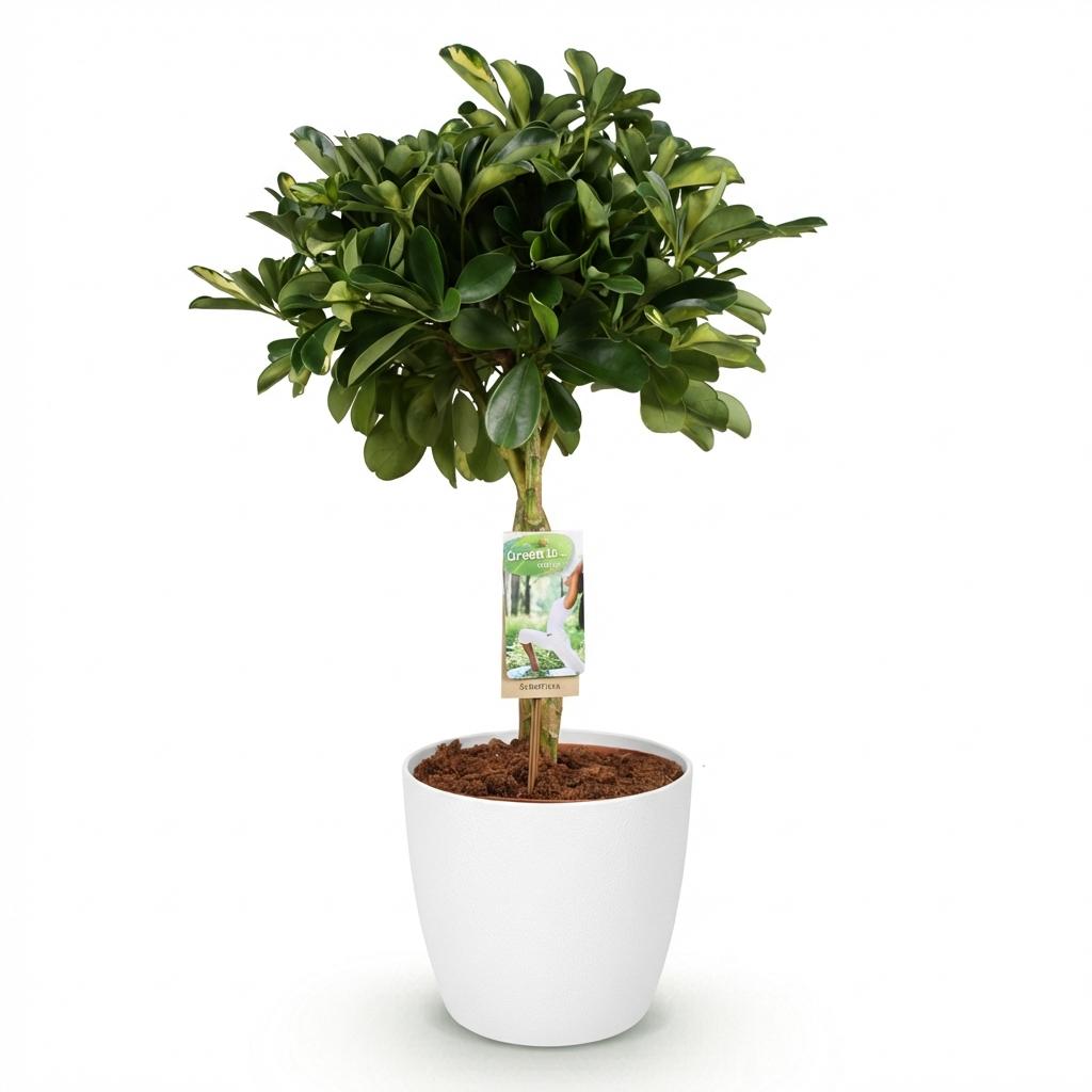 Green boutiQ - Zimmerpflanzen - Schefflera Gold Capelle - Fingerbaum - Wenig Pflege - Grün - Gold - 1 Pflanze - mit Potter Weiß - Topf 21cm - Höhe 70-81cm 