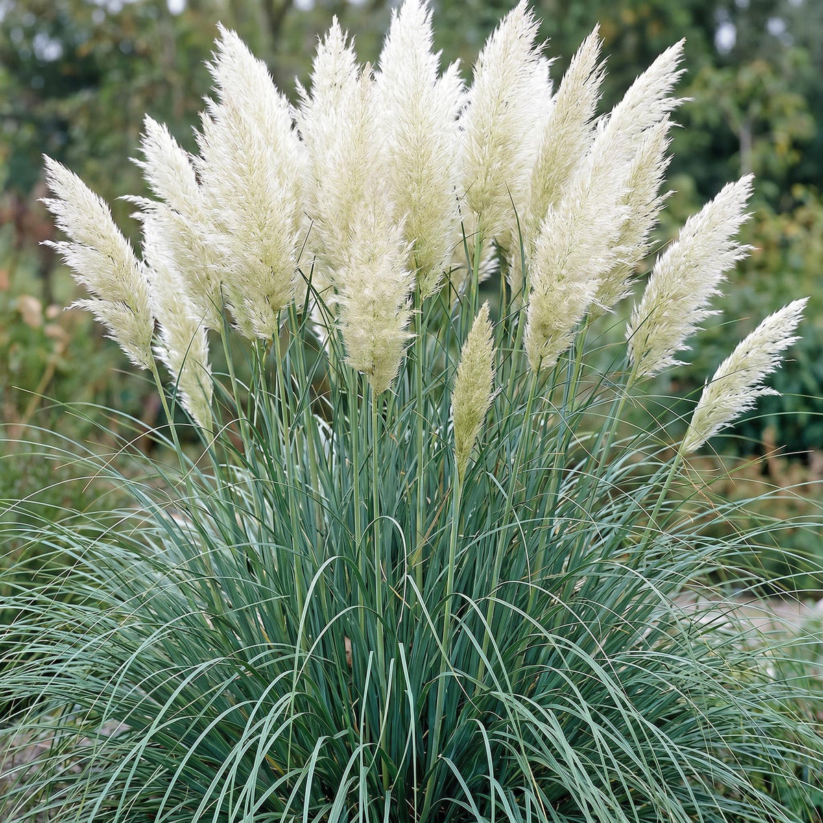 Zwerg-Pampasgras 'Pumila' – Cortaderia selloana 'Pumila' – 6 Pflanzen – Topf Ø11cm – Staude für Garten & Balkon