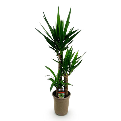 Palmlilie Yucca Elephantipes – 100cm – 21cm – Pflegeleichte Palmlilie mit langen, spitzen Blättern – Robuste, luftreinigende Zimmerpflanze für moderne & klassische Wohnräume 