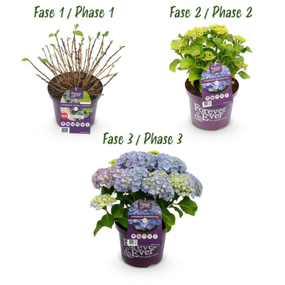 Hortensie Forever & Ever – Blau – 2 Pflanzen – Hydrangea macrophylla – Je im 23 cm Topf – Ca. 55 cm hoch – 7–12 Blüten – Für Balkon, Terrasse & Beet – Langblühend & Pflegeleicht 