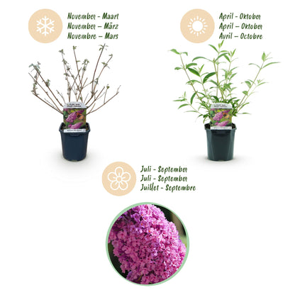 Green boutiQ - Garden Plant - Buddleja davidii Pink Delight - Butterfly Bush - Hardy - Pink - 3 Plants - Pot 17cm - Height 45cm 