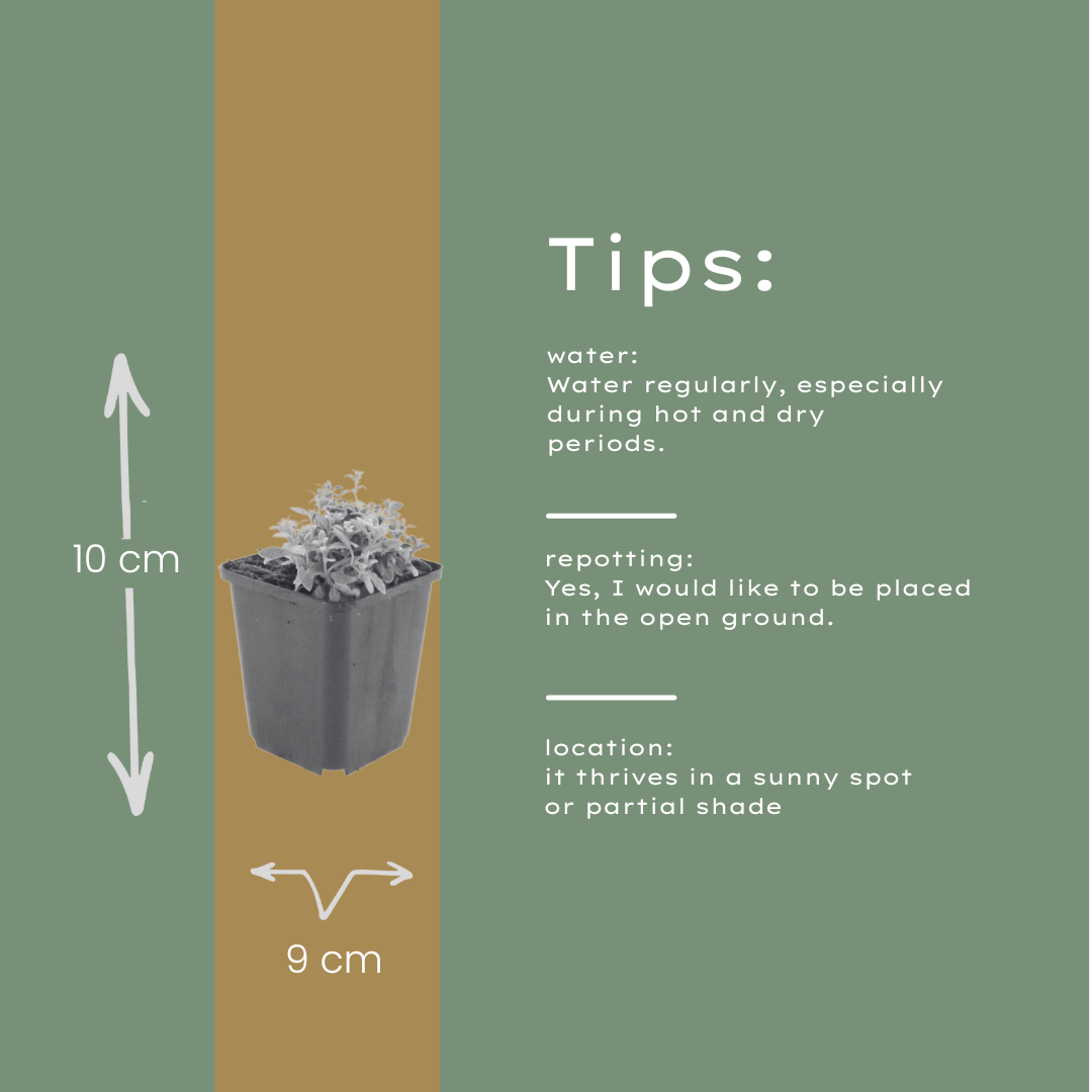 Filziges Hornkraut Cerastium tomentosum – 6 Pflanzen – Teppichbildende Staude für sonnige Standorte – Bodendecker für Steingarten & Beet – 10-25cm – Ø9cm – Winterhart