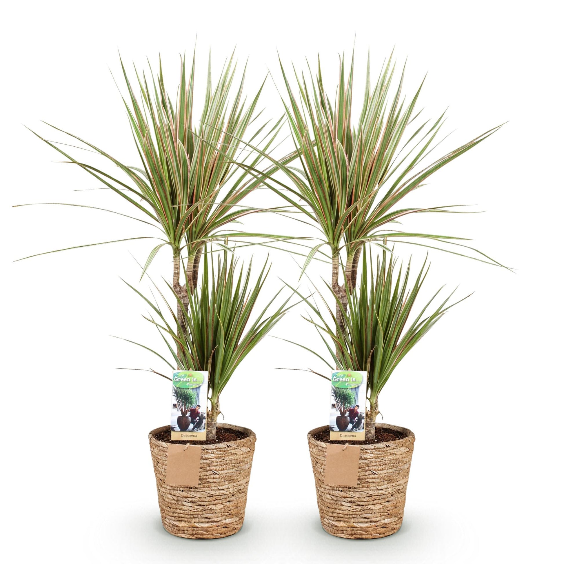 Green boutiQ - Zimmerpflanzen - Dracaena Sunray - Drachenbaum - Pflegeleicht - mit Korb - Grün - Gelb - 2 Pflanzen - Topf 17cm - Höhe 70-75cm 