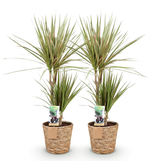 Green boutiQ - Zimmerpflanzen - Dracaena Sunray - Drachenbaum - Pflegeleicht - mit Korb - Grün - Gelb - 2 Pflanzen - Topf 17cm - Höhe 70-75cm 