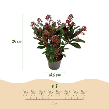 GreenboutiQ - Terrassenpflanze - Skimmia japonica Rubella - Blüte Rot - 10+ Blumen - 2 Pflanzen - Winterhart - Topf 10,5cm Höhe 25cm 