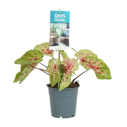 Caladium Miss Muffet - Ø12cm - ↕25cm 