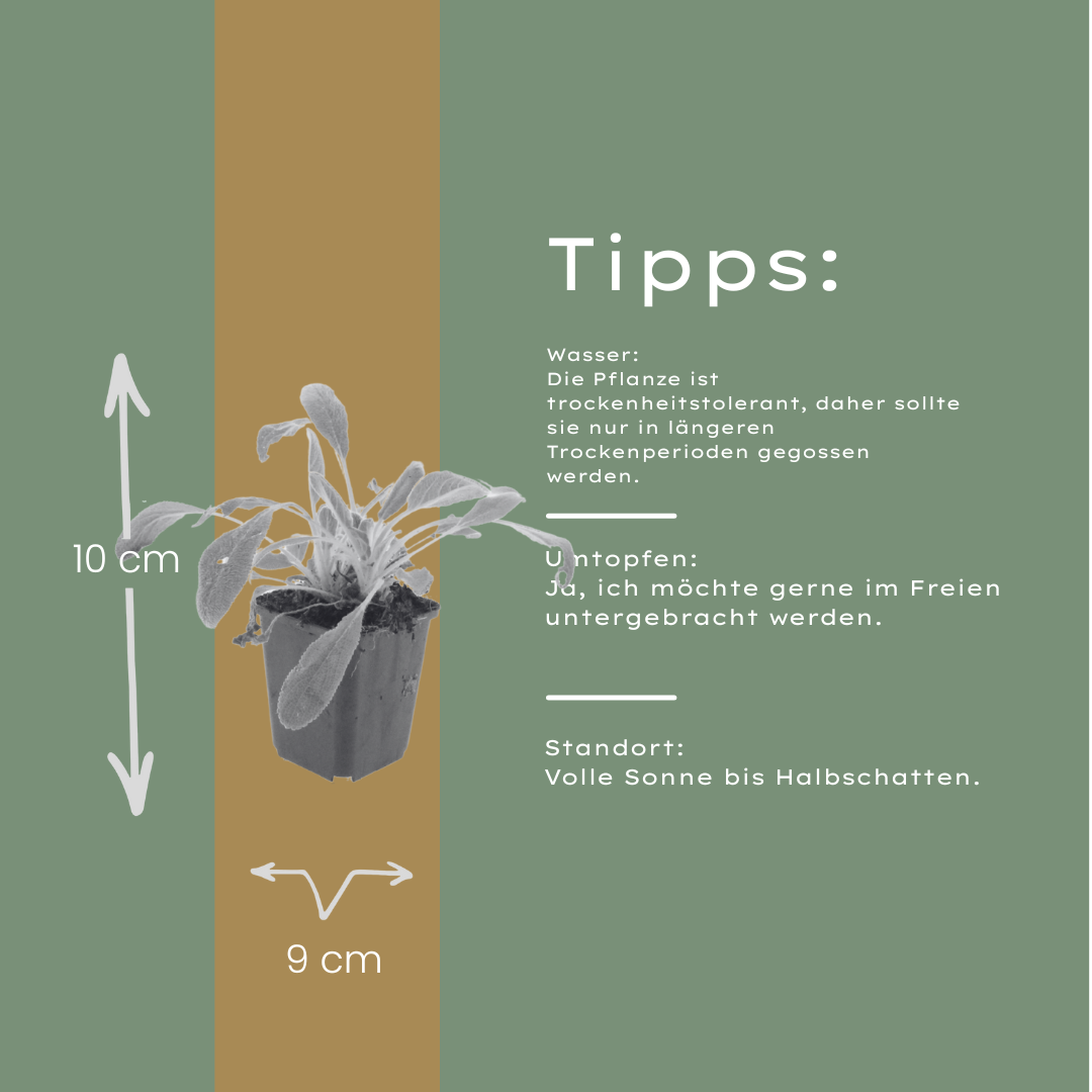 Stachys byzantina Eselsohren – 48 Pflanzen – Ø9cm – Höhe 10-25cm – Silberlaub Bodendecker für sonnige Beete, Steingarten & Randbepflanzung - Oasis of Life