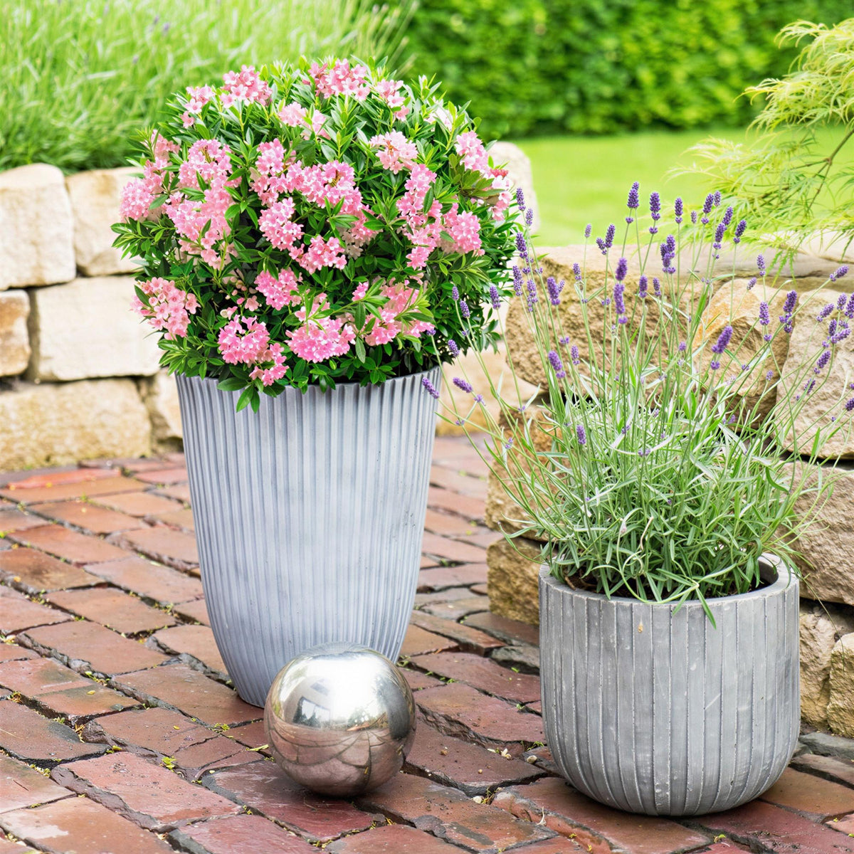 Green boutiQ - Zwerg Rhododendron - Rhododendron Bloombux Magenta - Blühender Buxus - Geringer Pflegeaufwand - Rosa Blüte - 1 Pflanze - Topf 17cm - Höhe 30-40cm 