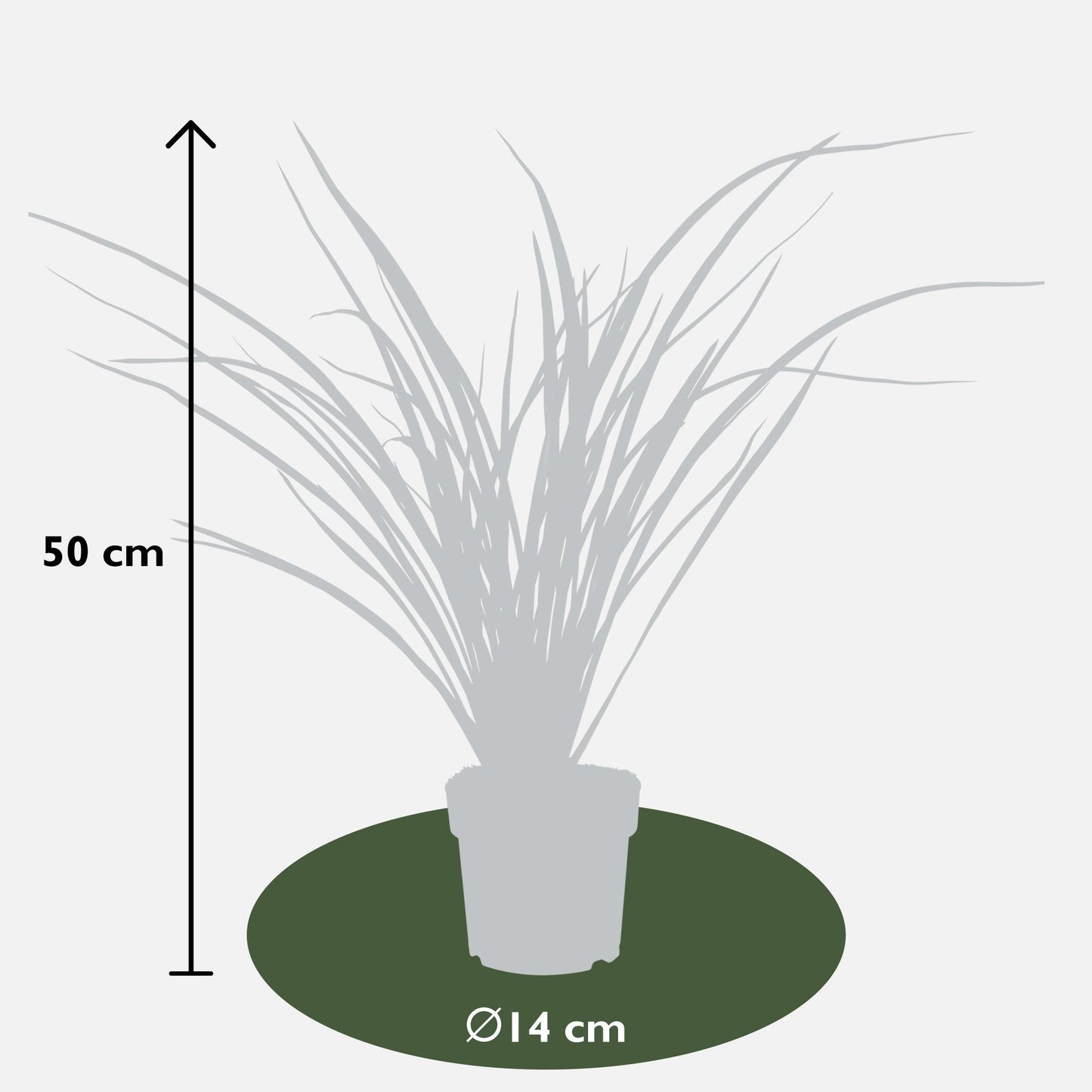 Neuseeländer Flachs - Phormium 'Rubra Nana' - Ø14cm - ↕50cm 