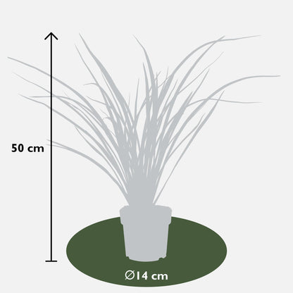Neuseeländer Flachs - Phormium 'Rubra Nana' - Ø14cm - ↕50cm 