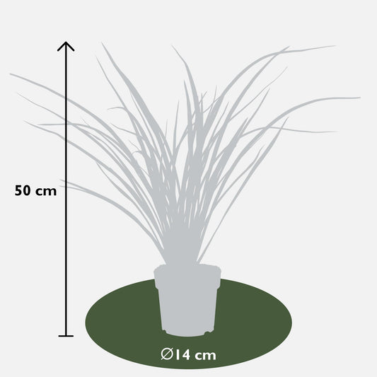 Neuseeländer Flachs - Phormium 'Rubra Nana' - Ø14cm - ↕50cm 
