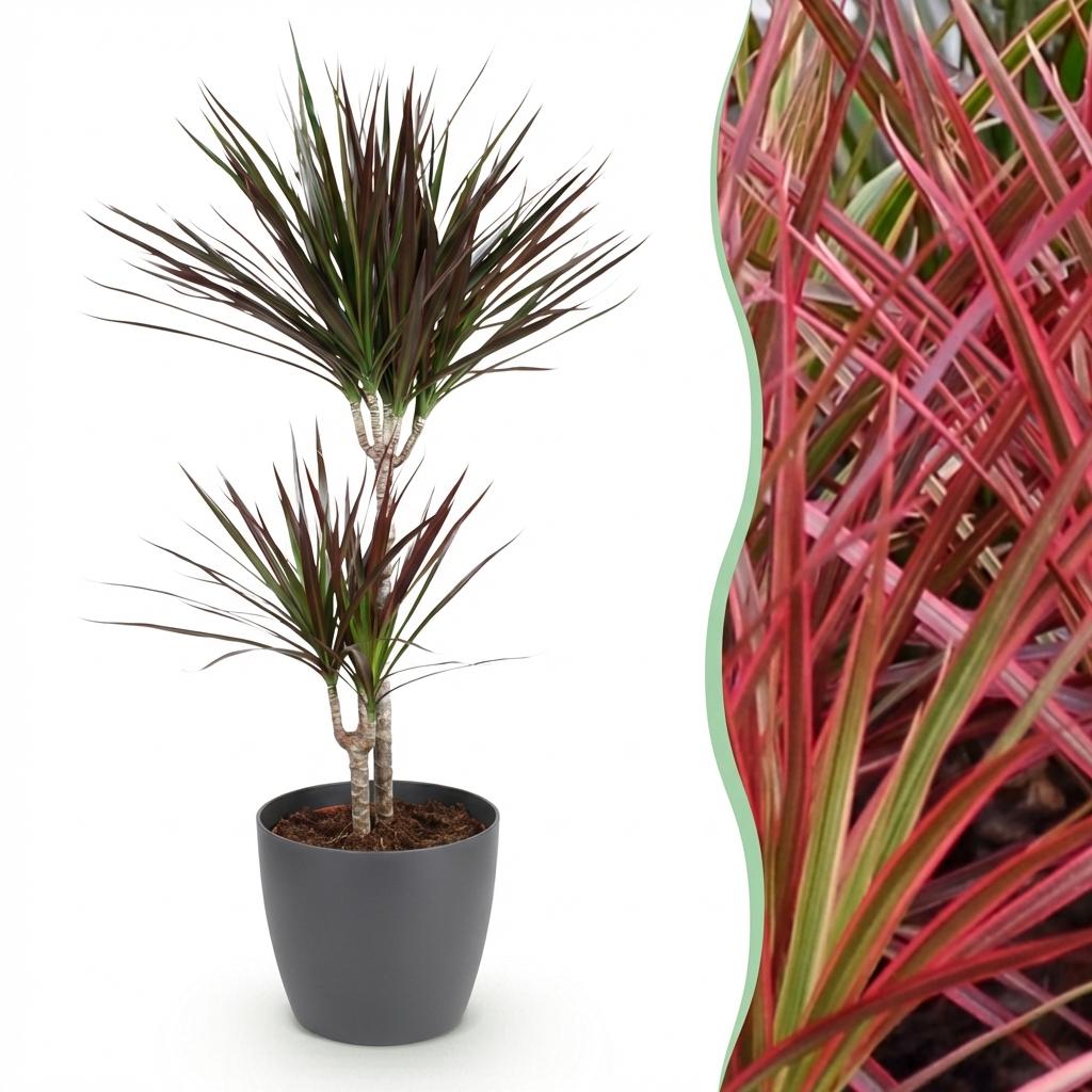 Green boutiQ - Zimmerpflanzen - Dracaena Magenta - Drachenblutbaum - Wenig Pflege - mit Potter Grau - Rot - 1 Pflanze - mit Potter Grau - Topf 21cm - Höhe 90-100cm 