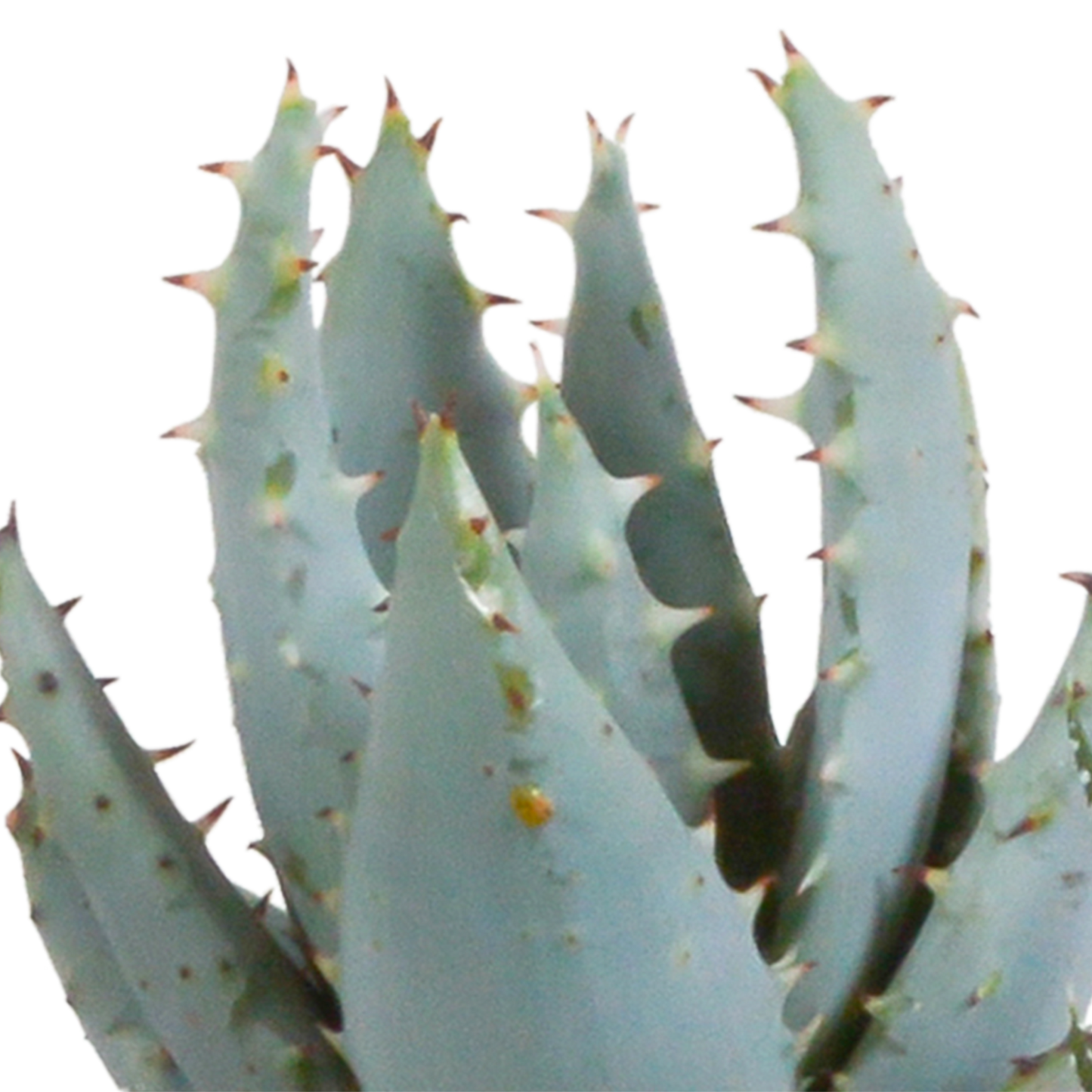 Gasteria/Haworthia-Mischung - 5 Sukkulenten – Ø5,5cm – Handbemalter mexikanischer Topf – Vielfältige Formen & Farben – Hochwertige Qualität vom Erzeuger 