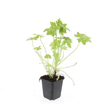 Geranium macrorrhizum – Bodendecker – 48 Pflanzen – Ø9cm – ↕10–25cm – Duftendes Laub & helle Blüten – Pflegeleicht & winterhart – Für Schatten & Sonne 