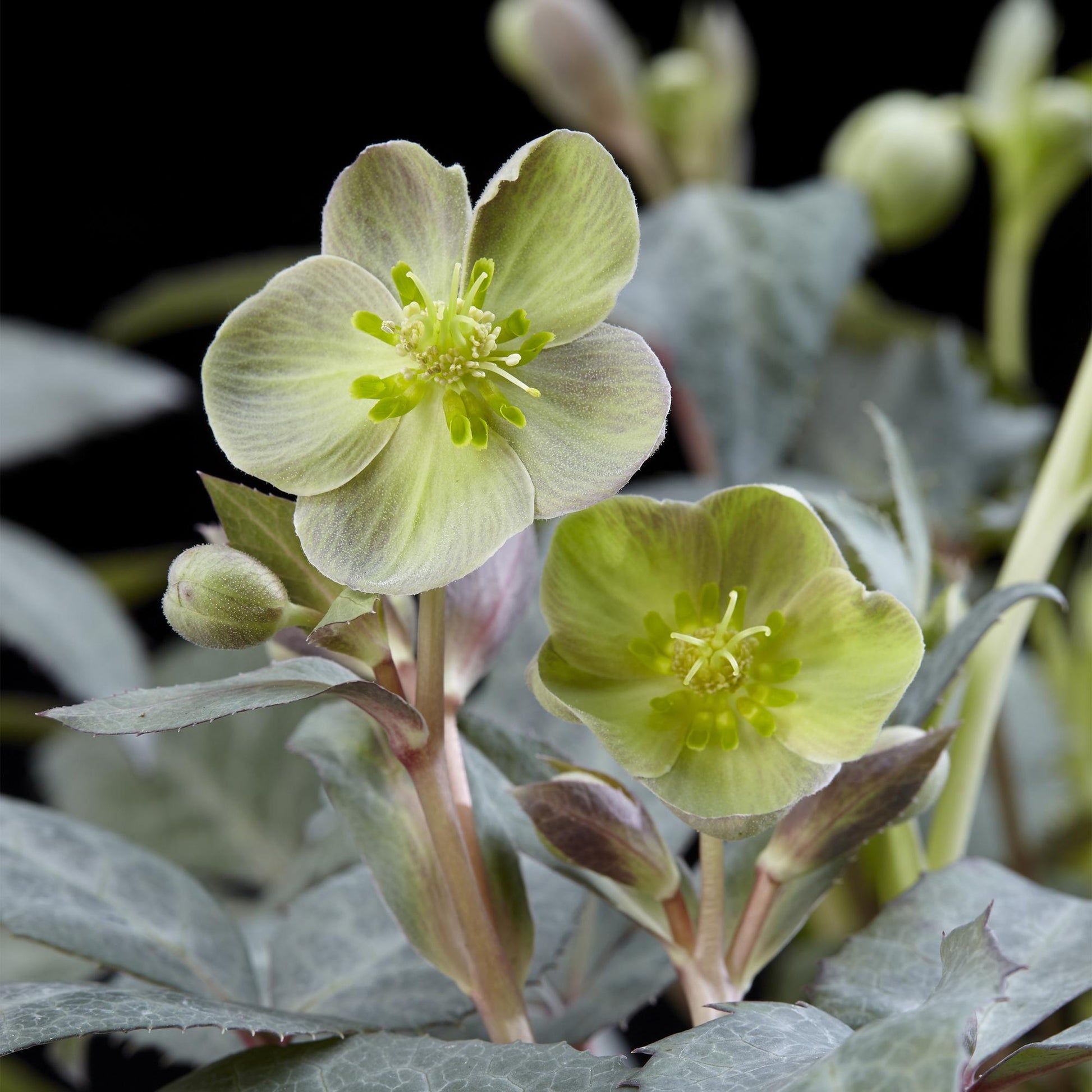 GreenboutiQ - Gartenpflanze - Lenten Rose Helleborus sternii Silver Dollar - Grüne Blume - 1 Pflanze - Immergrün - Topf 14cm Höhe 35cm 