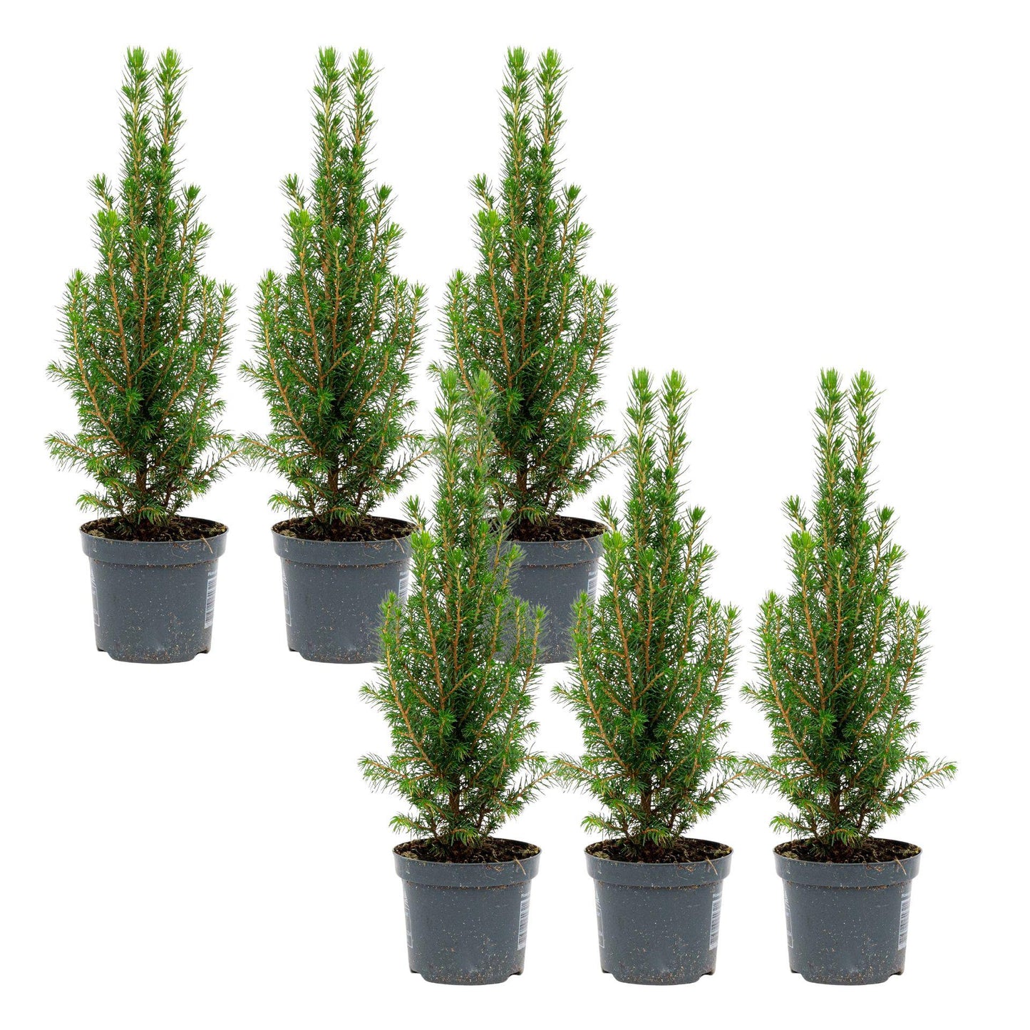 6x Mini-Kerstboom - Chamaecyparis - 25-30 cm 