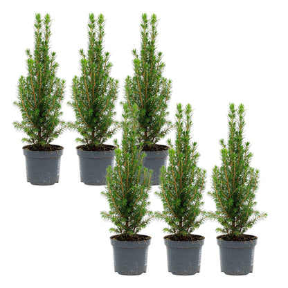 6x Mini-Kerstboom - Chamaecyparis - 25-30 cm 