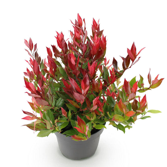 GreenboutiQ - Gartenpflanze - Leucothoe Little Flame - Rot - 1 Pflanze - Immergrün - Wenig Pflege - Topf 17cm Höhe 40cm 